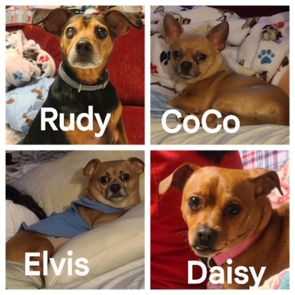 Meet your Posher, CoCo - Picture 1 of 12